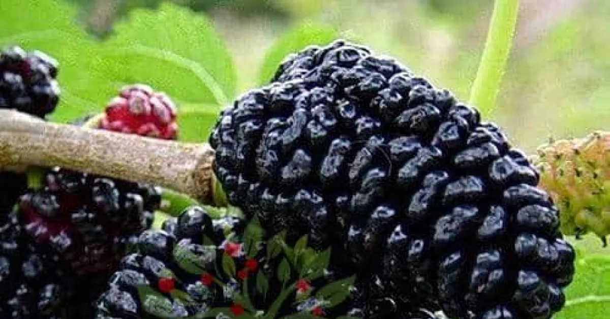 Cum-sa-cultivi-usor-arbusti-fructiferi-precum-coacaze-zmeura-si-agris.jpg